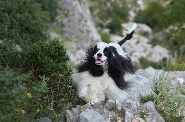 Cocker Spaniel dog lounges on a rocky hiking trail. Its distinct black and white coat contrasts with the muted greens of the landscape - 786479804