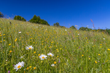 Typical Spring landscape in White Carpathians near Stary Hrozenkov, Southern Moravia, Czech Republic - 786480235