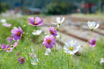 View of the cosmos flowers at the train station