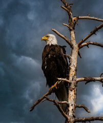 Bald eagle in dead tree with menacing background