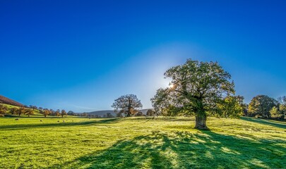 Fototapeta na wymiar Beautiful spring landscape with green meadow and big old oak tree