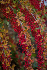 Red Berberis vulgaris berries on branch in autumn garden, ready for harvesting.