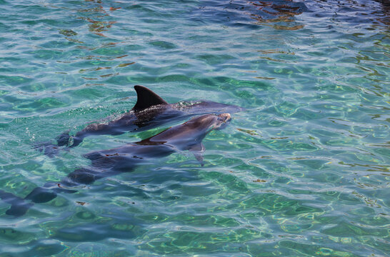 A dolphin swimming in clear turquoise waters. The dolphins dorsal fin and part of its back are visible above the water. Gentle ripples on the water's surface indicate movement. Two dolphins in se