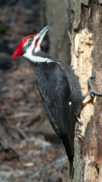 Pileated Woodpecker drilling into a dead tree for insects to eat. 