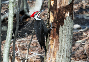 Pileated Woodpecker drilling into a dead tree for insects to eat. 