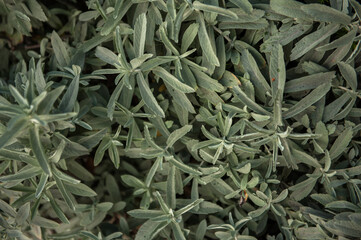 Common sage or salvia officinalis - perennial subshrub, used in medicinal and culinary.