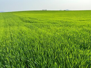 청보리밭에서 힐링을 하며 청보리밭을 찍은 사진
