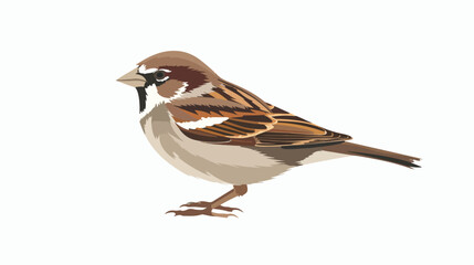 Sparrow flat Vector isolated on white background 