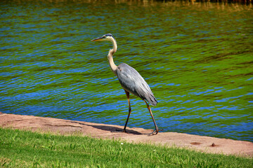 Great Blue Heron