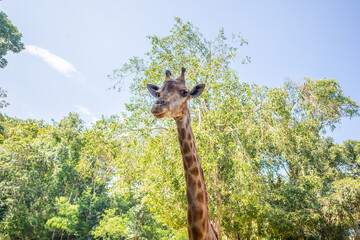 Giraffe long neck safari animal with green tree background - 786484890