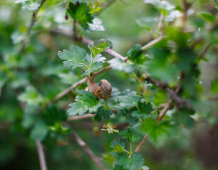 a snail crawls along a branch with green leaves with dew drops on a blurred background