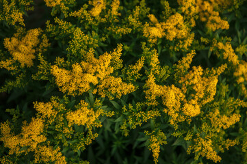 Yellow Solidago gigantea, also known as tall goldenrod and giant goldenrod