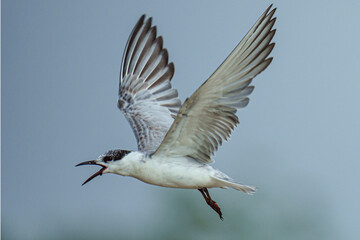 Whiskered Tern - Flying on the air - obrazy, fototapety, plakaty
