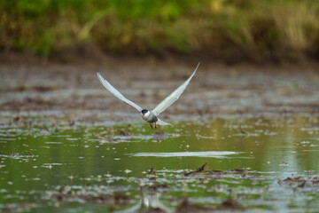 Whiskered Tern - Flying on the air