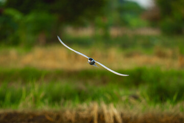 Whiskered Tern - Flying on the air