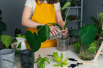 Young woman in yellow apron transplanting a flower from a pot to new soil at home. Concept of love for indoor plants, jungle at home.