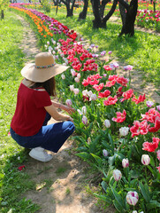 Young girl with straw hat picking colorful tulips in Europe