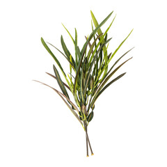 Codiaeum variegatum leaves branch isolated on transparent background