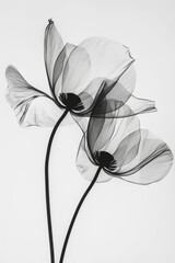 Minimalist Floral Spectrum: X-Ray of Colorful Petals
