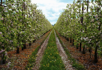 Corridor between apple blossom trees.