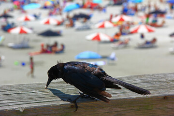 Raven at the Beach