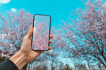 Capturing the delicate beauty of cherry blossoms with a smartphone camera, technology merges with nature in stunning photos of springtime. - 786492445