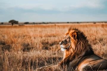 Fototapeten lion or panther leo in the african savannah in the sunset, safari landscape © Echelon IMG