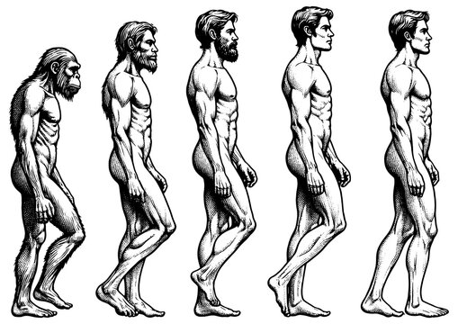 evolution of man from ape through various stages to modern human sketch engraving generative ai fictional character PNG illustration. Scratch board imitation. Black and white image.