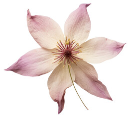 Fototapeta na wymiar PNG Clematis flower blossom anemone anther.