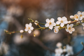beauty of spring is captured in the close-up of the cherry blossom, its soft petals unfolding in the warm sunlight. - 786495229