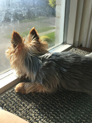 Yorkie dog looking through window, waiting for the owner to come home.