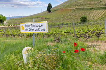 Typical vineyard with Wine road (Route Touristique des Cotes du Rhone) near Tain l'Hermitage, Cotes du Rhone, France - obrazy, fototapety, plakaty