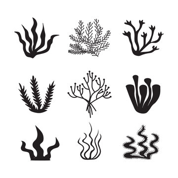 Seaweed icons set - nature, food trends concept. Black icons isolated on white background