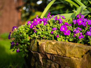 Garden Aubrieta grows in garden wall border 