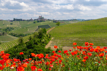 Typical vineyard near Castiglione Falletto, Barolo wine region, province of Cuneo, region of Piedmont, Italy - obrazy, fototapety, plakaty