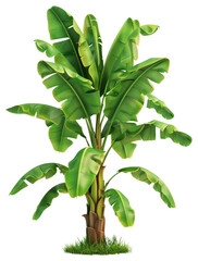PNG 3D Illustration of banana tree produce plant fruit