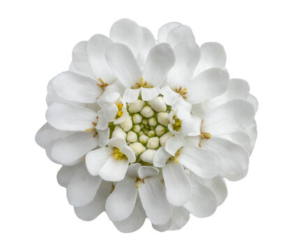 White wild candytuft flower blossom, Iberis amara, close up, isolated image on transparent background
