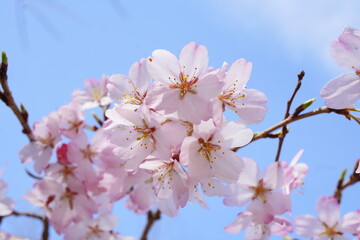青空の下に咲くピンク色の綺麗な桜の花。2024年3月の千葉県の桜。