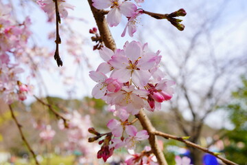 桜祭りの会場に咲いているピンク色の綺麗な桜の花。2024年3月の千葉県の桜。