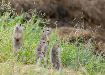 Ground squirrel colony (Syslovisko Biele vody), National park Muranska Planina, Slovakia - 786500067