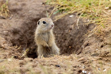 Ground squirrel colony (Syslovisko Biele vody), National park Muranska Planina, Slovakia - 786500469