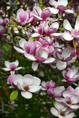 blühender Magnolienbaum