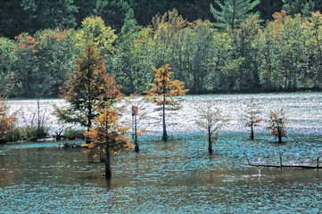 Submerged pines