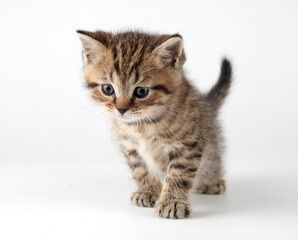 Small 1 month old Scottish straight kitten walking towards. Studio shot.