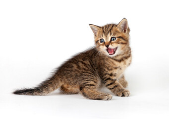 a grey spotted purebred kitten sits on a white isolated background