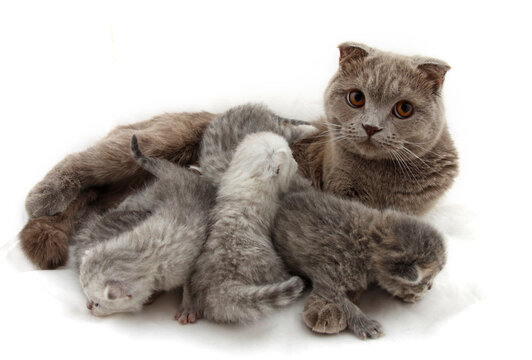 Mom cat with kittens isolated on a white background.