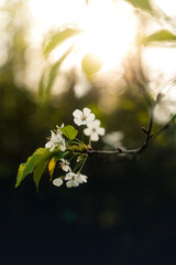 Frühling im Wald, wenn die Blütezeit beginnt, Pollenflug, Schlehe, Kirsche, Lupinen, Pusteblume