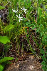 Élégance printanière : l'Ornithogale dans le terroir du vignoble alsacien, CeA, Alsace, Grand Est, France