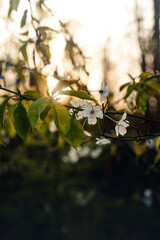 Frühling im Wald, wenn die Blütezeit beginnt, Pollenflug, Schlehe, Kirsche, Lupinen, Pusteblume