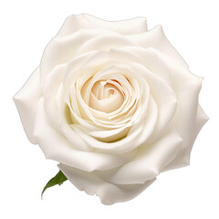 white rose flower SVG isolated on transparent background